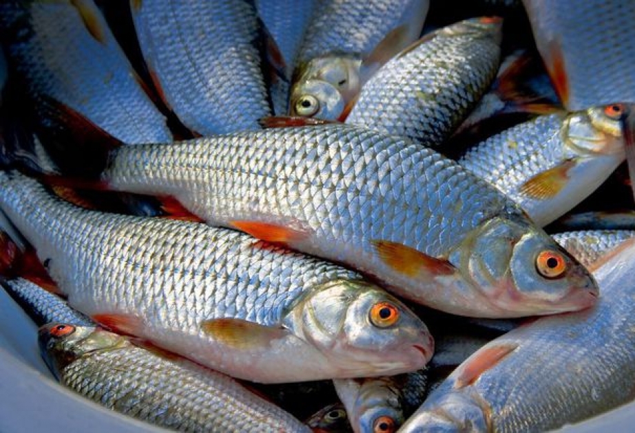 Sabahdan balıq ovu qadağan edilir