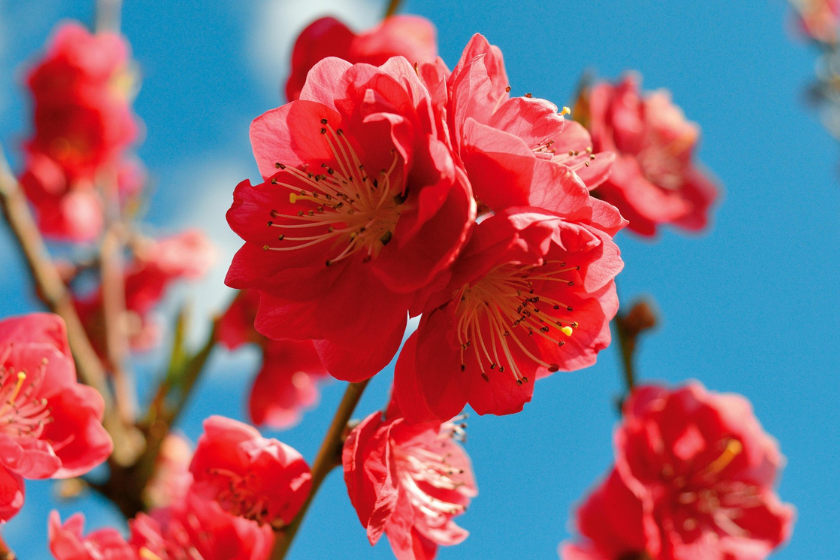 Apreldə havanın orta aylıq temperaturu iqlim normasına yaxın olacaq