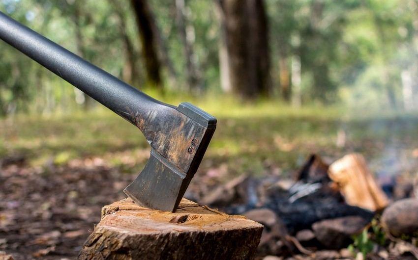 Oğuzda ağacların kəsilməsinə görə cinayət işi başlanıb