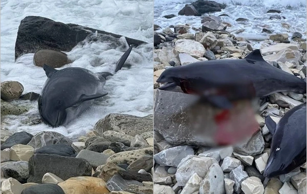 Rusiya sahillərində yüzlərlə ölü delfin tapılıb
