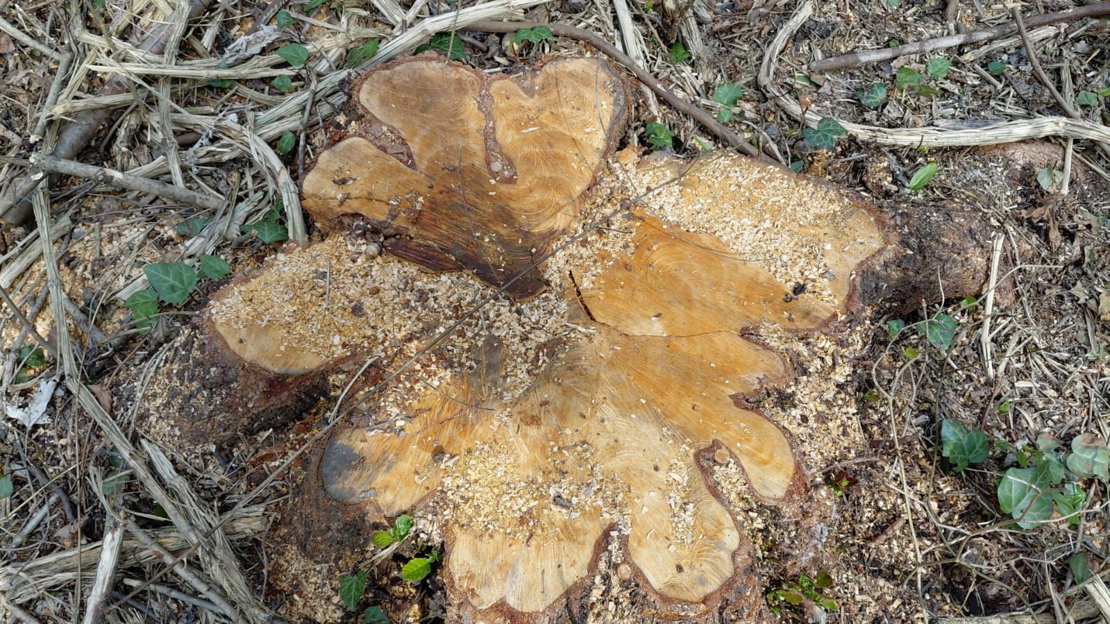 Oğuzda qanunsuz ağac kəsən 3 nəfər saxlanılıb