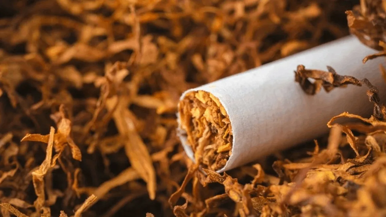 Emal olunmuş tütün istehsalında artım müşahidə edilib