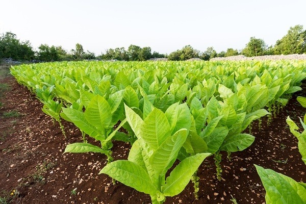 Azərbaycanda tütün sahələrinin sığortalanması başlayıb