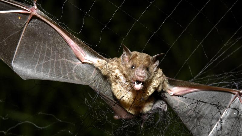 Tailandda yarasalarda yeni koronavirus ştammı aşkar edilib