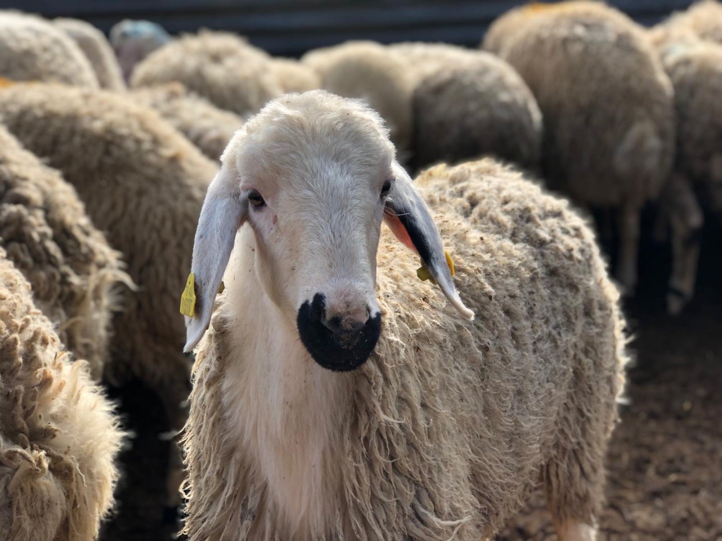 Qurbanlıq heyvanların satışı və kəsimi xidmətləri göstəriləcək ünvanların SİYAHISI