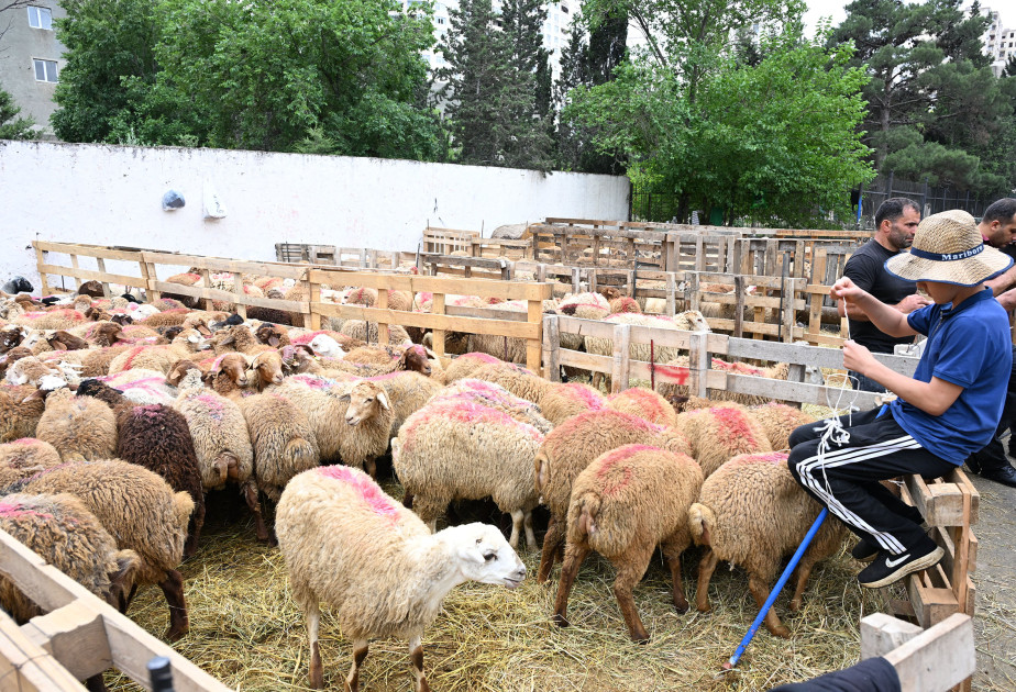 Qurbanlıq heyvan seçərkən nələrə diqqət edilməlidir?