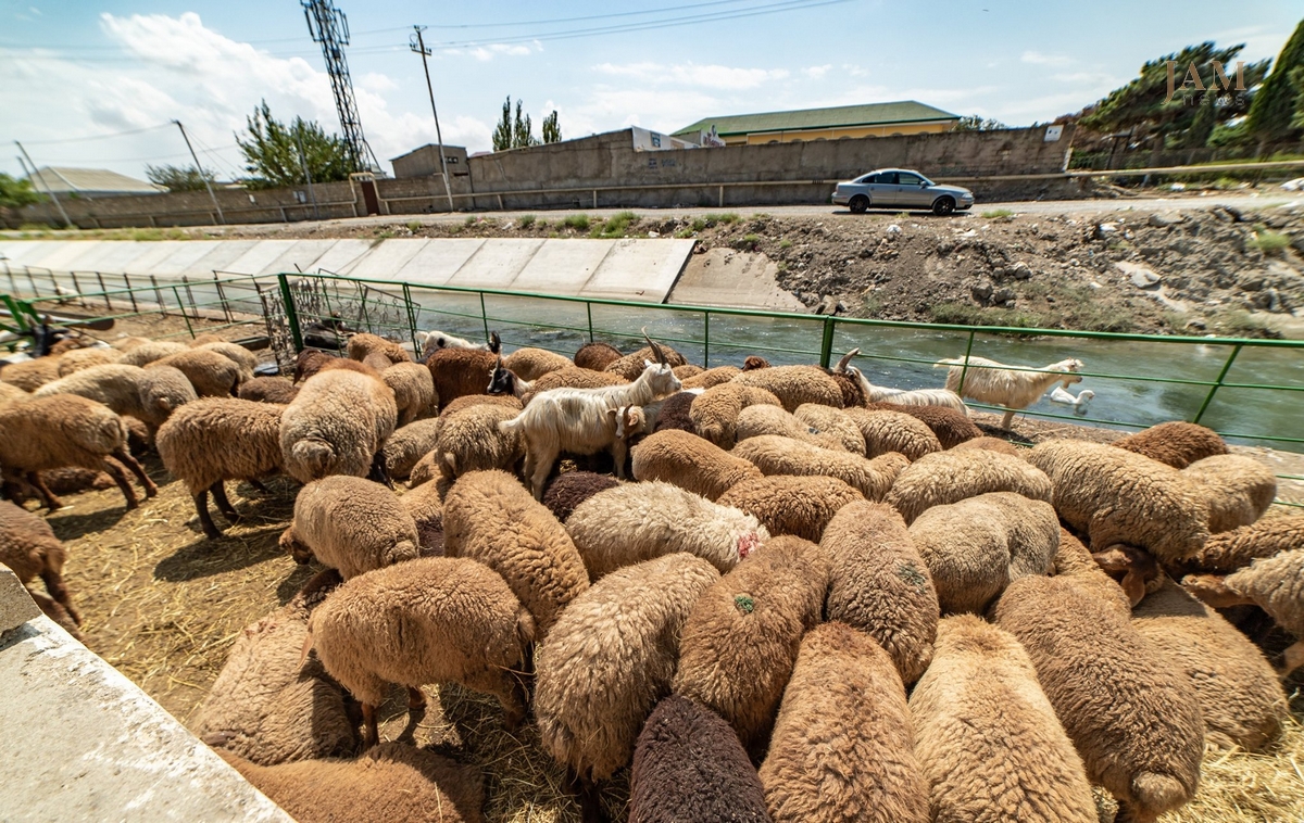Bayramın ilk günü 20 mindən çox qurbanlıq heyvan satışa çıxarılıb