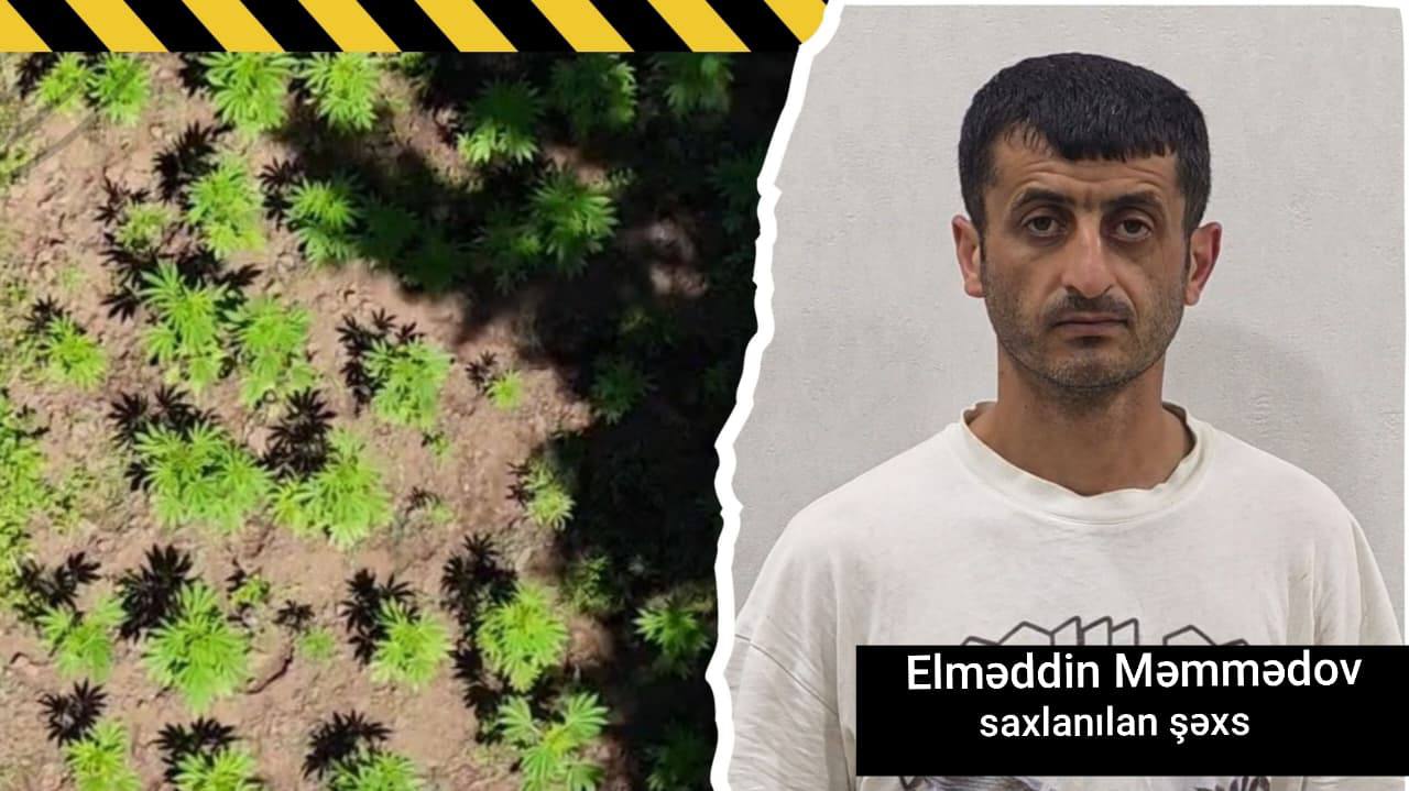 Milli Parkın ərazisində narkoplantasiya yetişdirən şəxs saxlanılıb