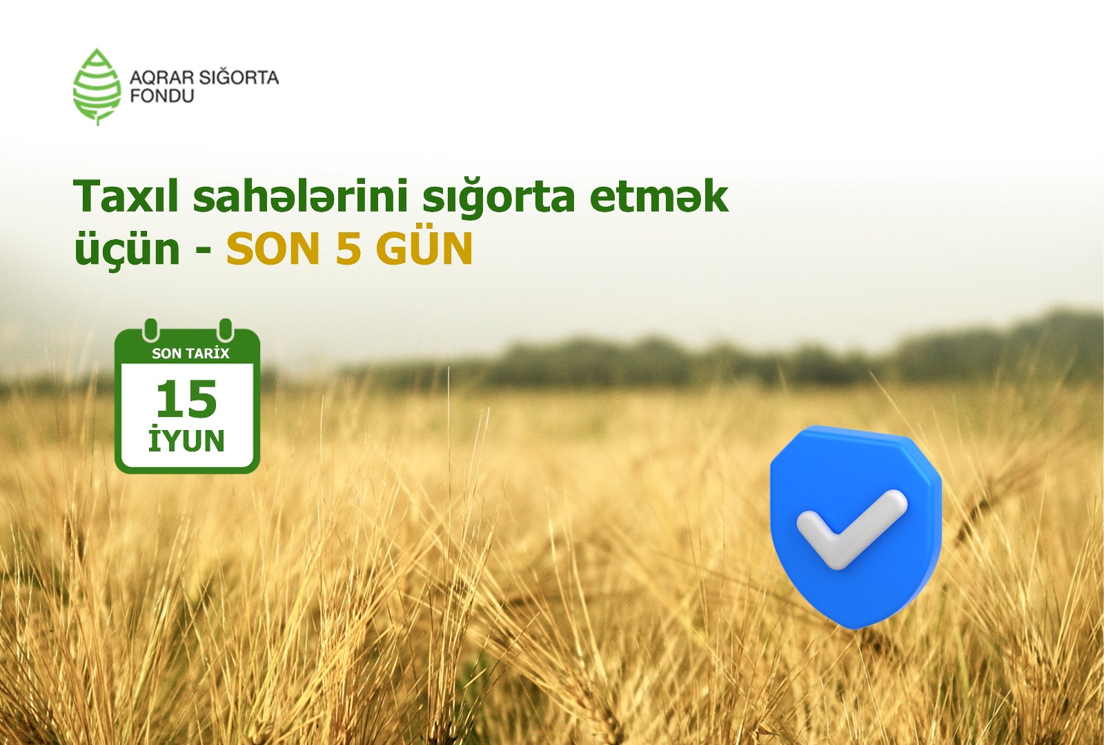 Yazlıq taxıl sahələrinin sığortalanması müddəti iyunun 15-də başa çatır