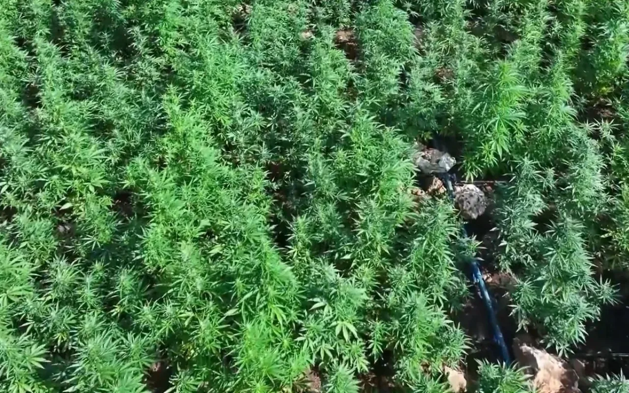 Diyarbəkirdə 40 ton narkotik ələ keçirilib