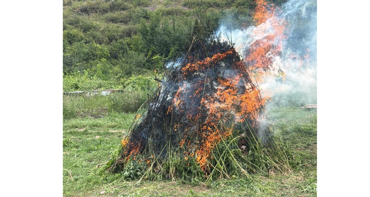 Laçında 2 tondan artıq çətənə kolu məhv edilib