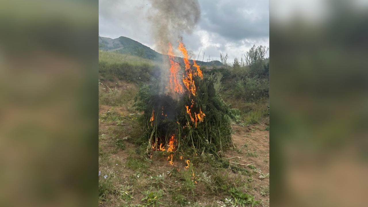 Şuşada 1 ton çətənə kolu məhv edilib