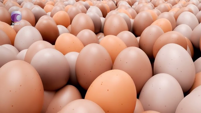 Keyfiyyətsiz və ya saxta yumurta insan sağlamlığı üçün hansı risklər yarada bilər?