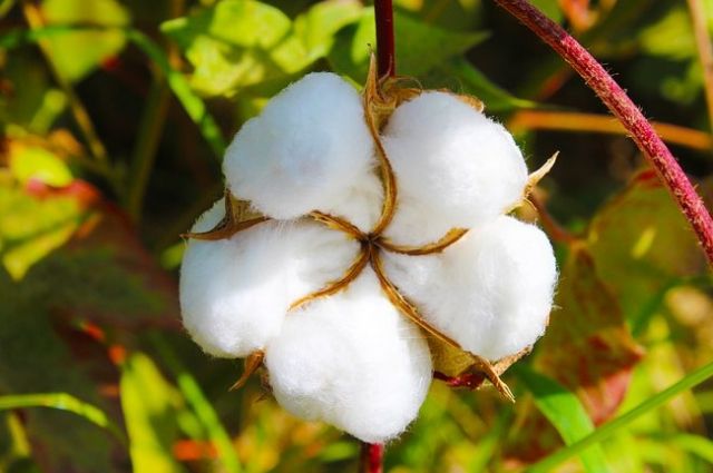 Birinci yarımildə 157,7 milyon dollarlıq pambıq ixrac edilib