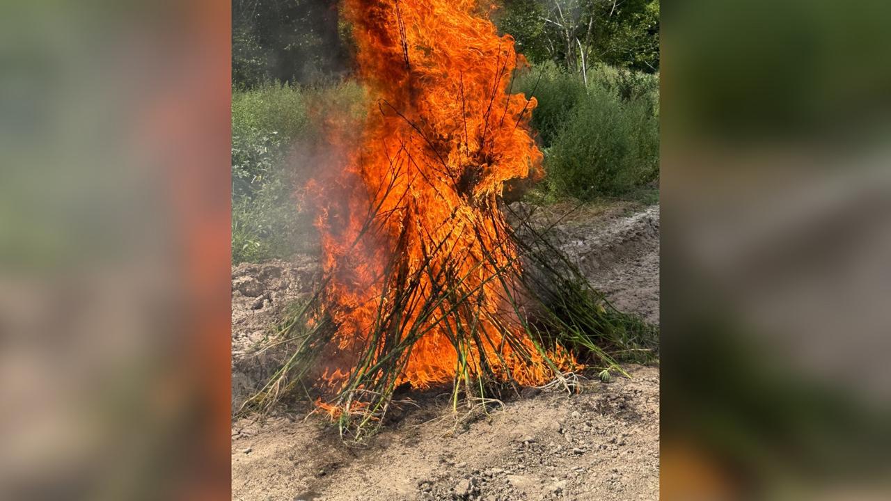 Laçında 1 ton 200 kiloqram çətənə kolu məhv edilib