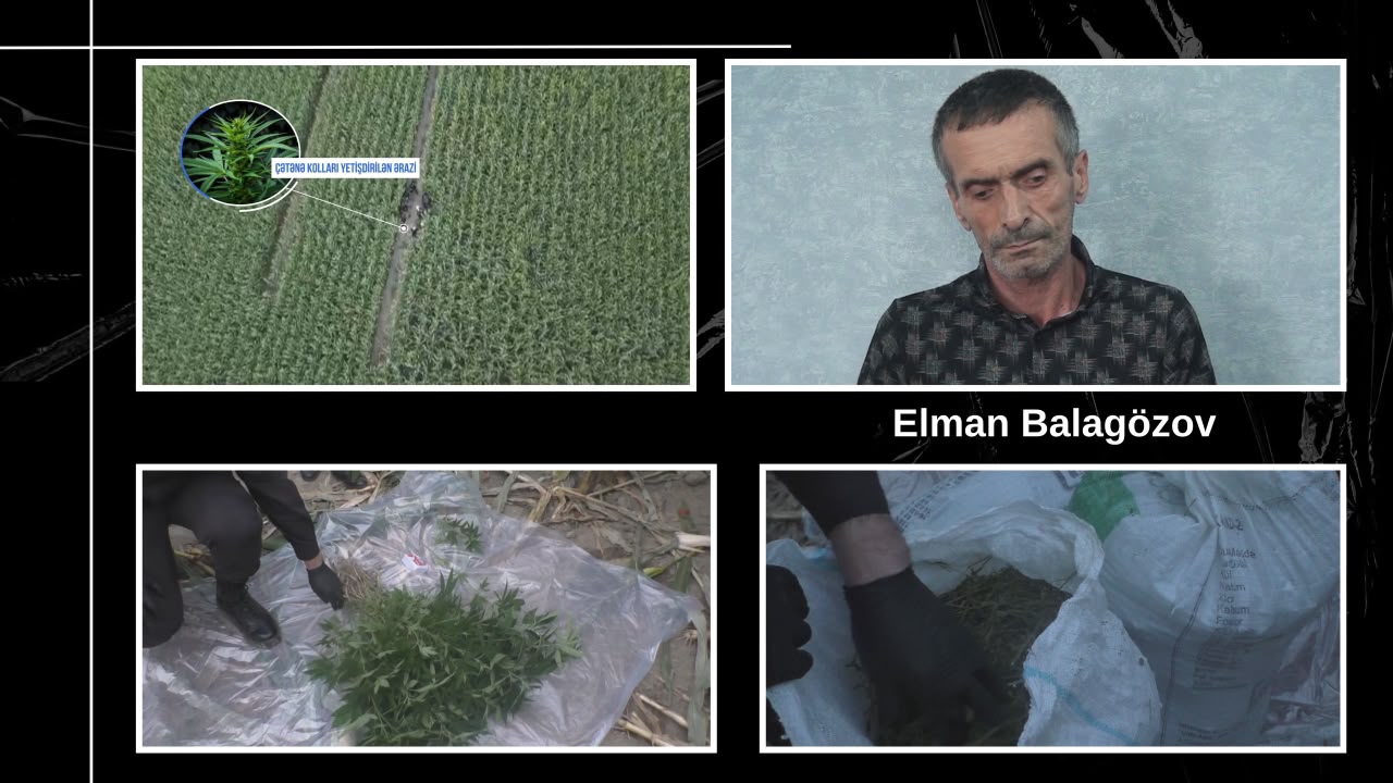 Balakəndə qarğıdalı sahəsində külli miqdarda narkotik vasitə aşkarlanıb