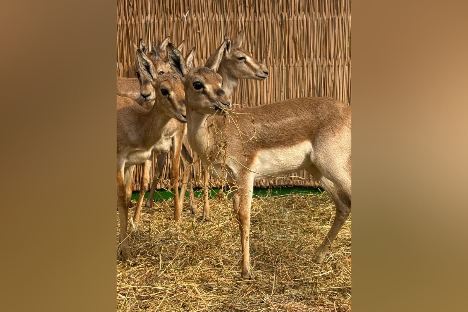Ağgöl Milli Parkına 7 baş ceyran buraxılıb