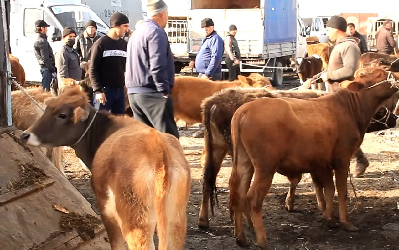 Azərbaycanda heyvan bazarlarının fəaliyyətinə dair yeni tələblər müəyyən edilib