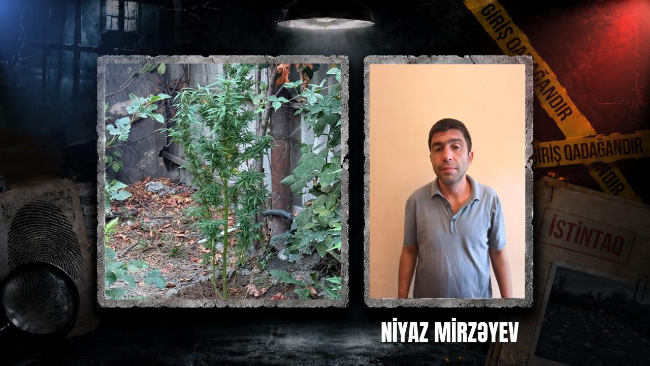 Göyçayda narkotik tərkibli bitkilər yetişdirən şəxs tutulub