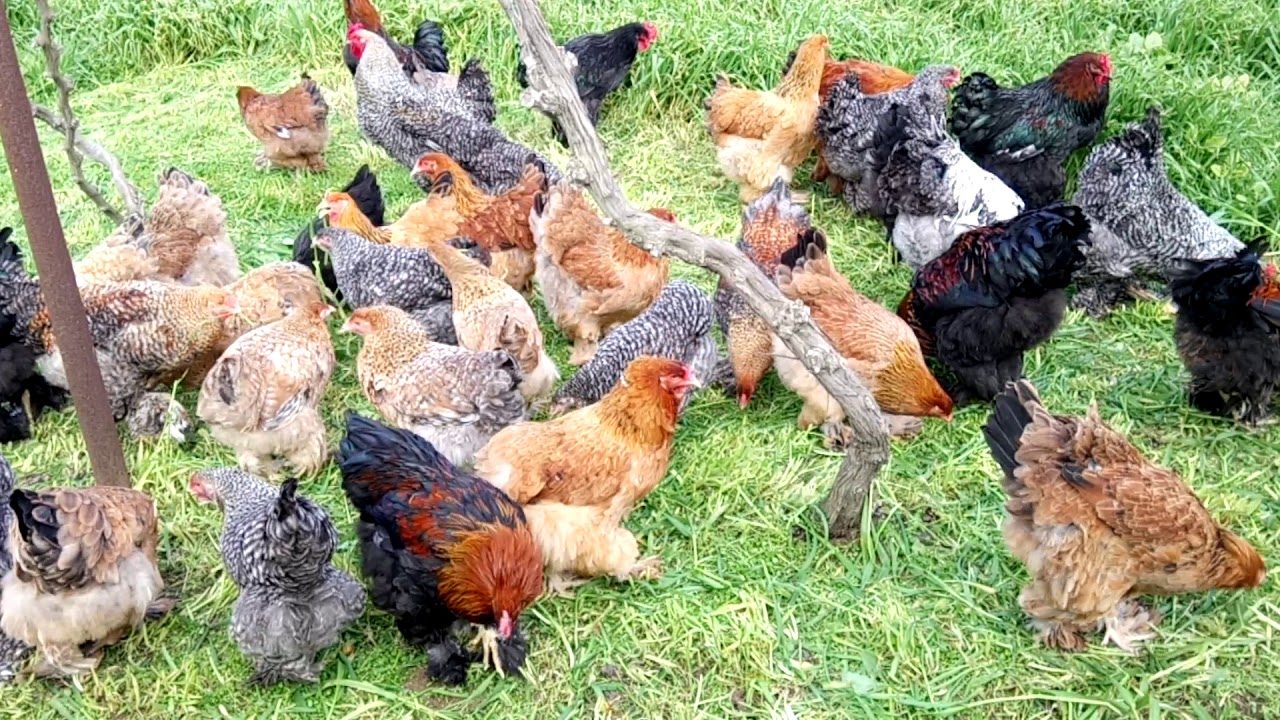 Masallıda qanunsuz toyuq kəsimi sexləri aşkarlanıb
