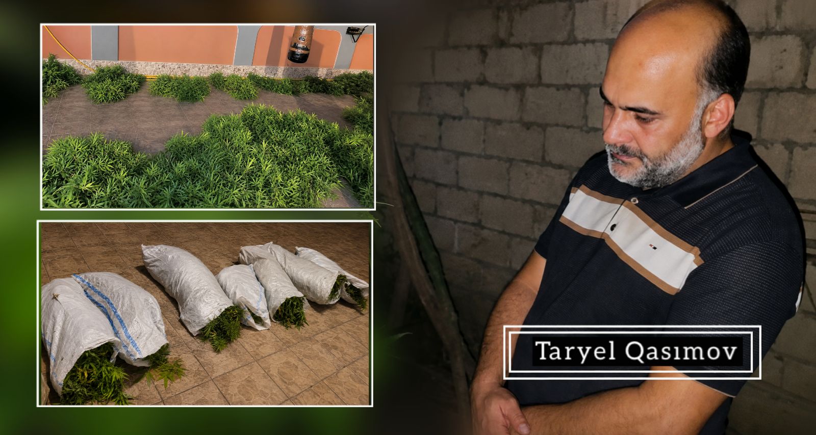 Sabirabadda həyətində narkotik tərkibli bitkilər yetişdirən şəxs saxlanılıb