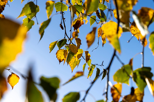 Sabah hava necə olacaq?