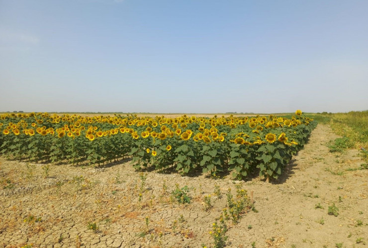 Kənd Təsərrüfatı Nazirliyi İtaliyanın “ENİ” şirkəti və SOCAR ilə birlikdə deqradasiyaya uğramış torpaqlarda pilot layihə həyata keçirir